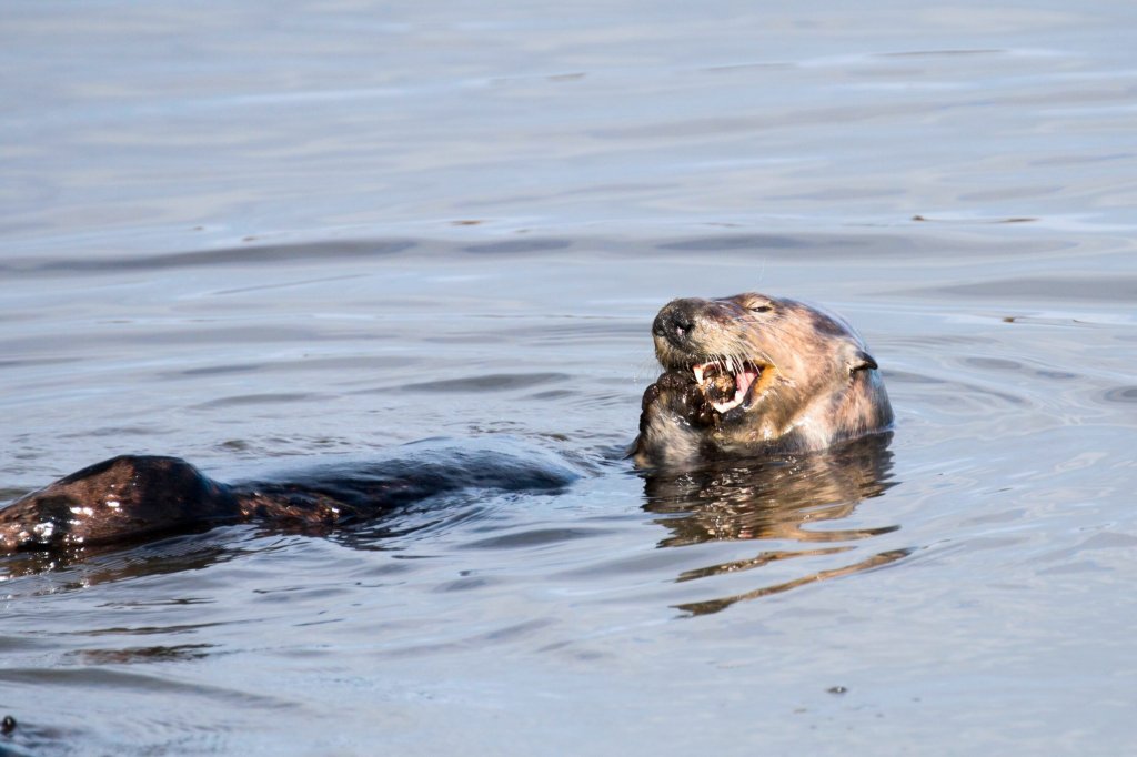 Usar herramientas protege los dientes de las nutrias&nbsp;marinas