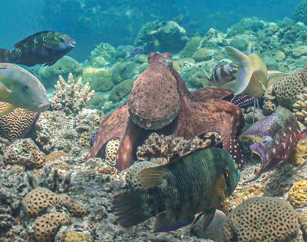 Un pulpo Octopus cyanea acompañado por varias especies de peces.