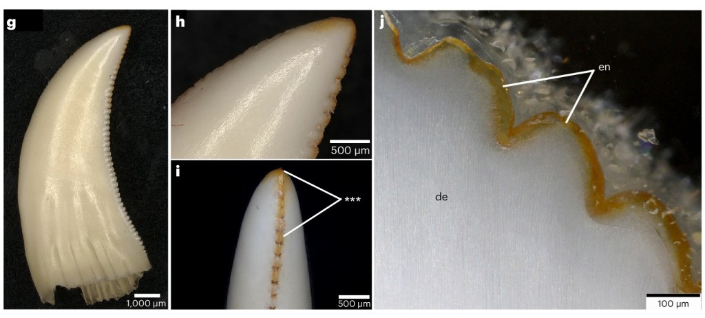 Dientes de dragón de Komodo donde se puede apreciar su forma zipodonte y los bordes teñidos de naranja por la concentración de hierro.