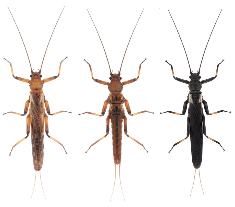 La deforestación impulsa la evolución de estos&nbsp;insectos