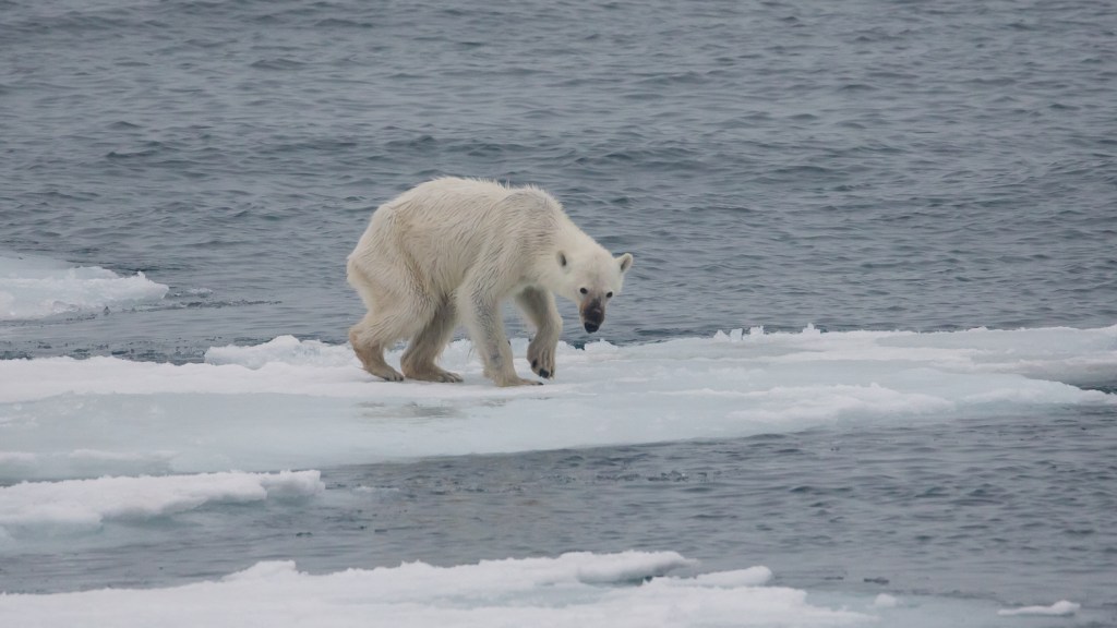 Los osos polares dependen de la capa de hielo para poder cazar focas. Sin este ambiente, los osos se enfrentan a la hambruna.