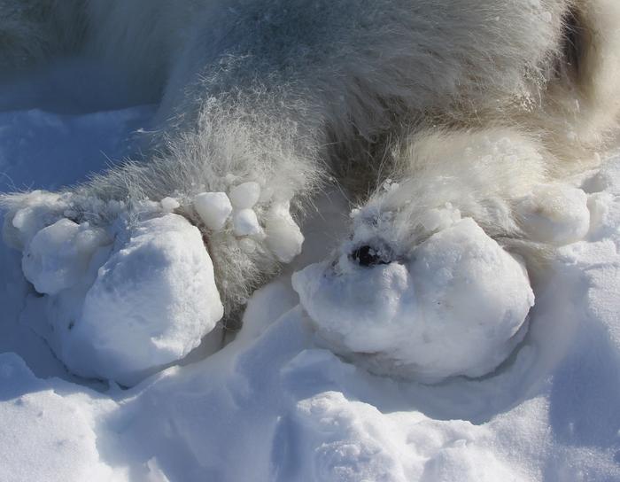 Patas traseras de un oso polar con grandes trozos de hielo congelados.