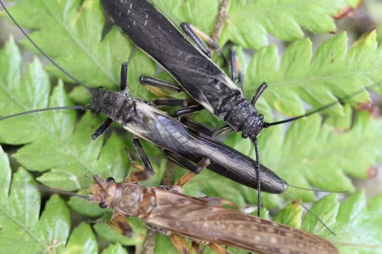 Dos tipos de Zelandoperla fenestrata junto a Austroperla cyrene (arriba)
