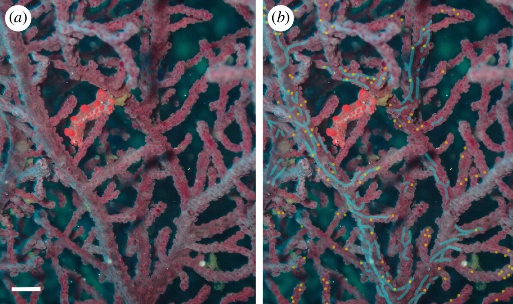 Las fotografías de caballitos de mar pigmeos han permitido redescubrir a los poliquetos. En esta imagen (a la derecha) aparecen resaltadas las galerías (líneas azules) y sus entradas (puntos amarillos).