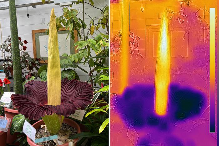 Una cámara de calor revela que el espádice de las titan arum emite calor durante la floración.