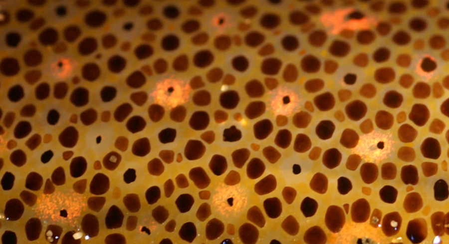 Cromatóforos de un calamar.