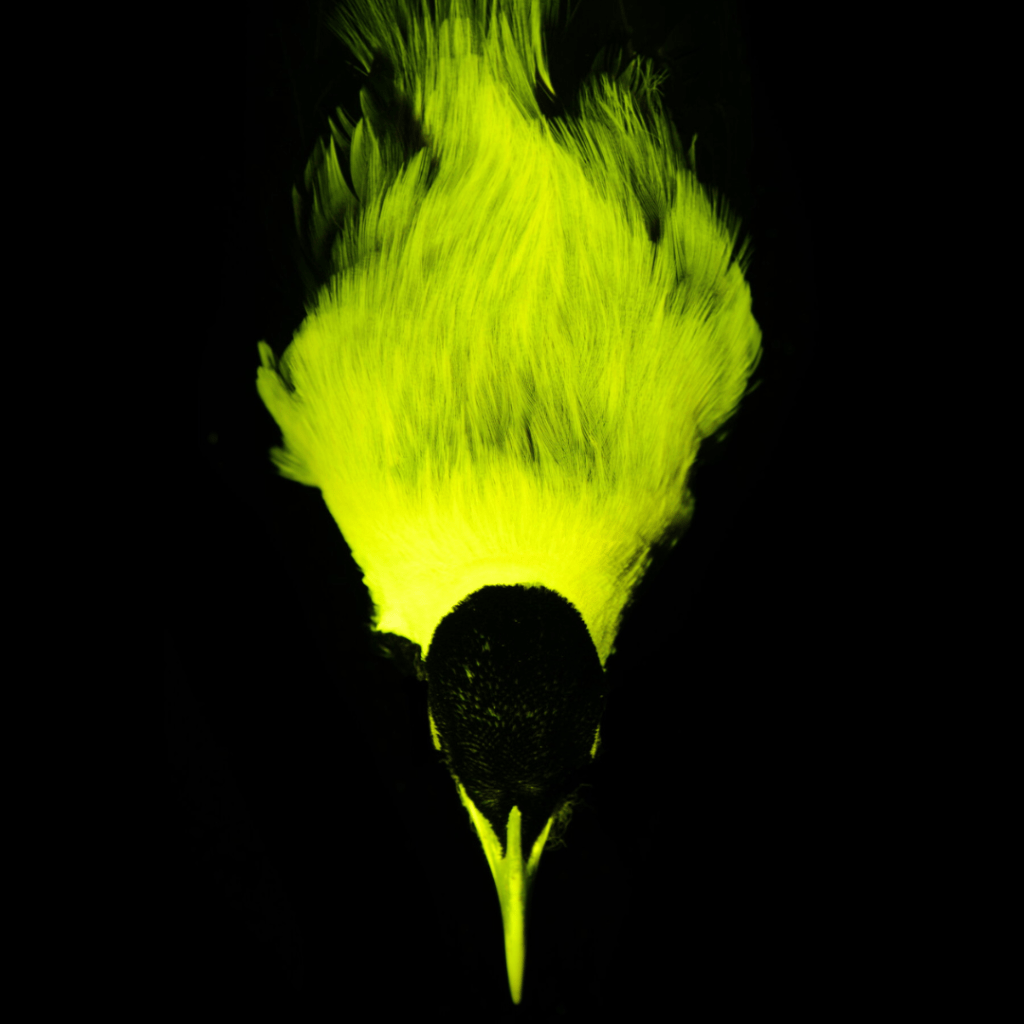 Las aves del paraíso deslumbran con biofluorescencia en sus rituales de&nbsp;apareamiento