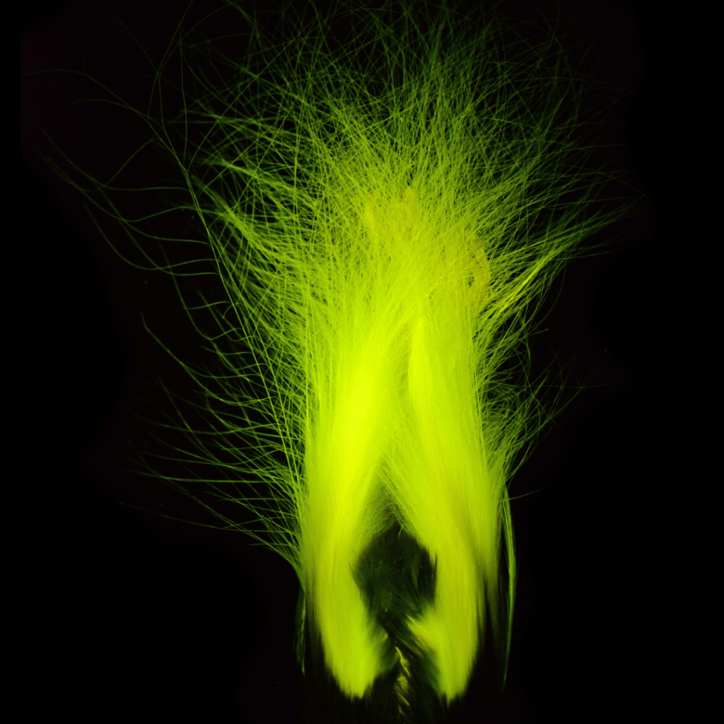 Biofluorescencia ave del paraíso.