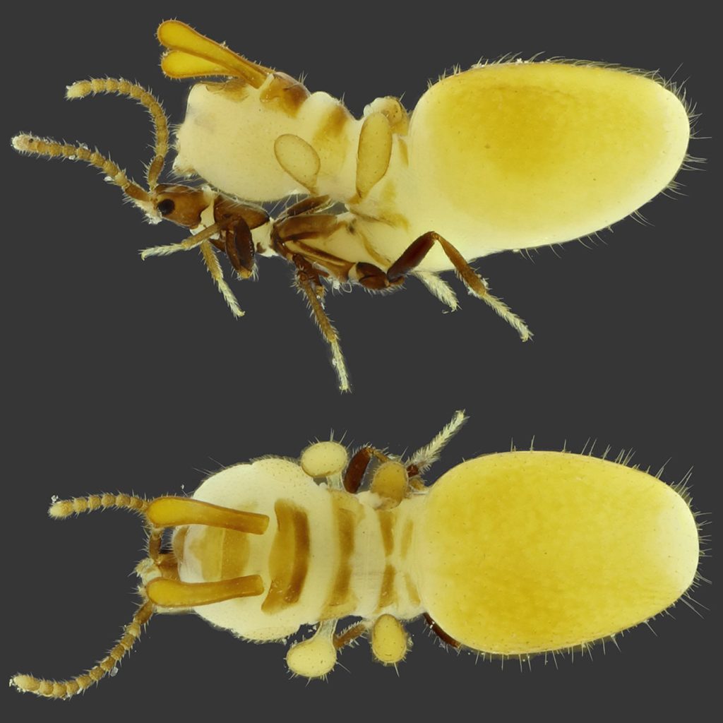 Austrospirachtha carrijoi.