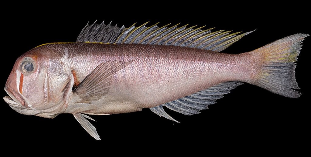 El pez que lleva el espíritu de La princesa Mononoke en sus&nbsp;mejillas