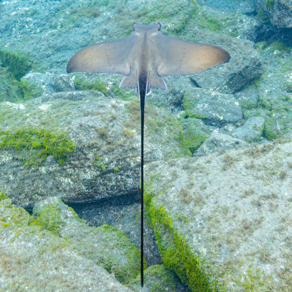 ¿Por qué las rayas tienen colas tan&nbsp;largas?