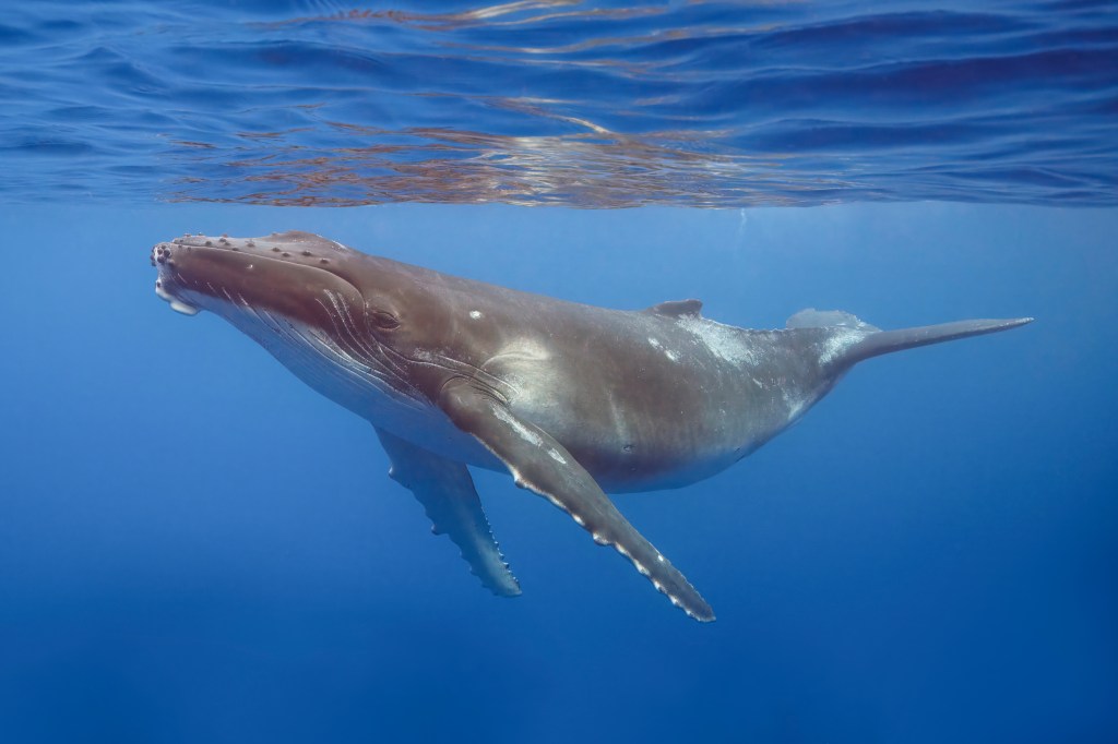 Las ballenas mantienen vivos los océanos gracias a su&nbsp;orina