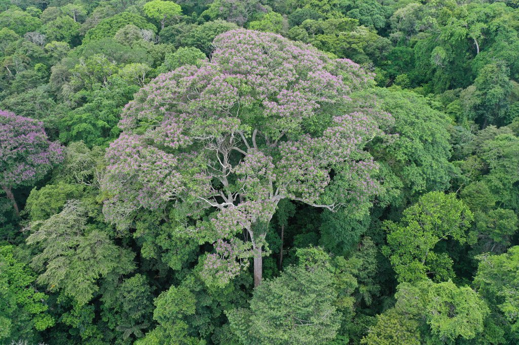 Un ejemplar de Dipteryx oleifera en floración.