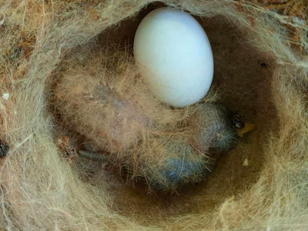 Polluelos de colibrí imitan orugas tóxicas para sobrevivir en la&nbsp;selva