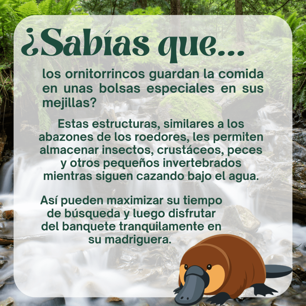 ¿Sabías que los ornitorrincos guardan la comida en unas bolsas especiales en sus mejillas?