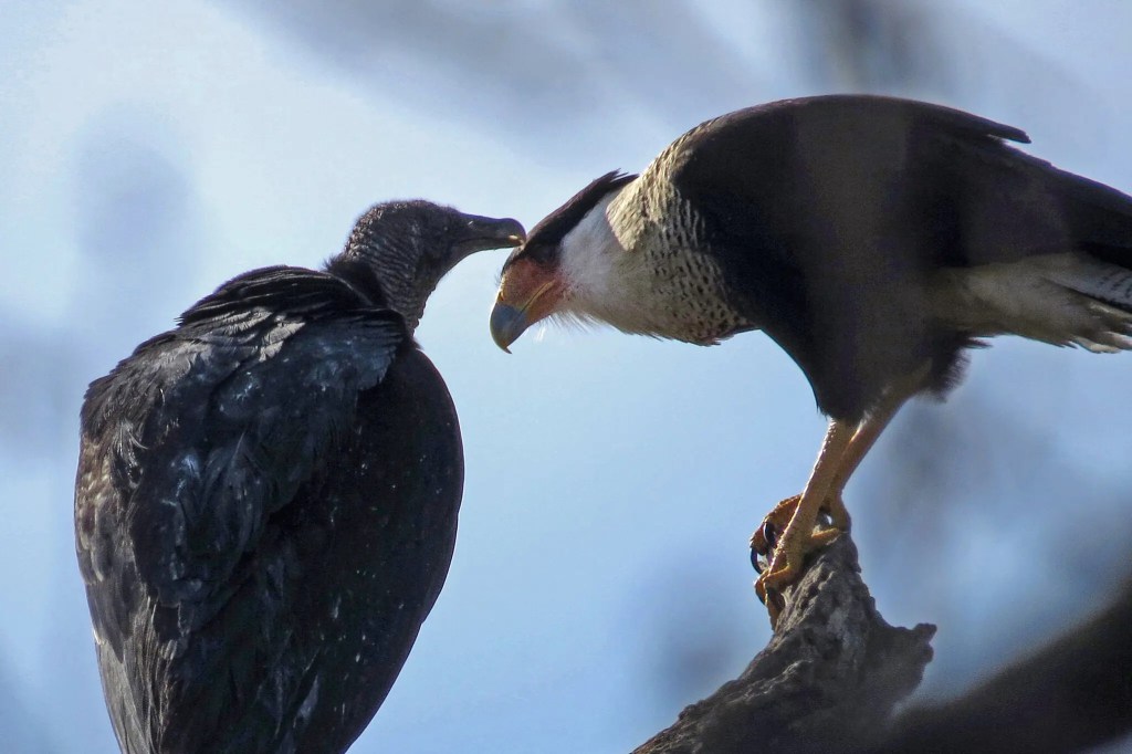 Carancho (Caracara plancus) y zopilote (Coragyps atratus)