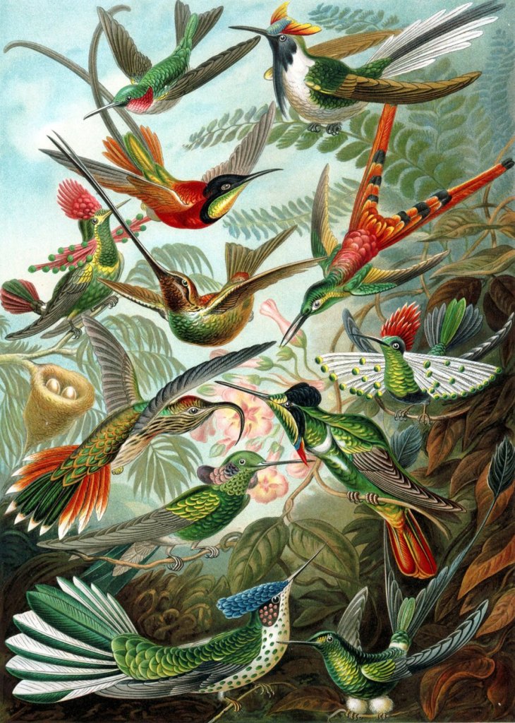 La brillante diversidad de los colibríes. Ernst Haeckel