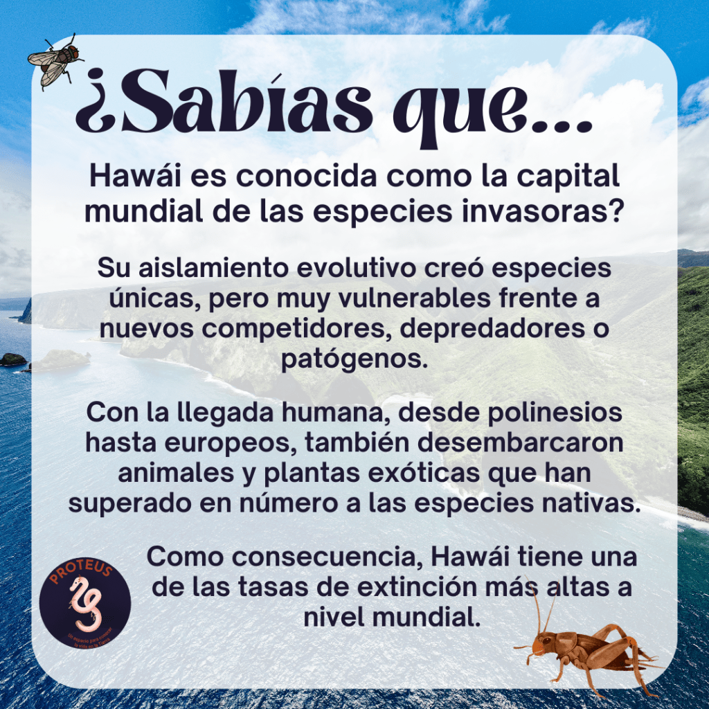 Este es el escenario donde Teleogryllus oceanicus, un grillo originario de Australia, y Ormia ochracea, una mosca parasitoide norteamericana, han entrelazado sus destinos en una peculiar carrera armamentista evolutiva.