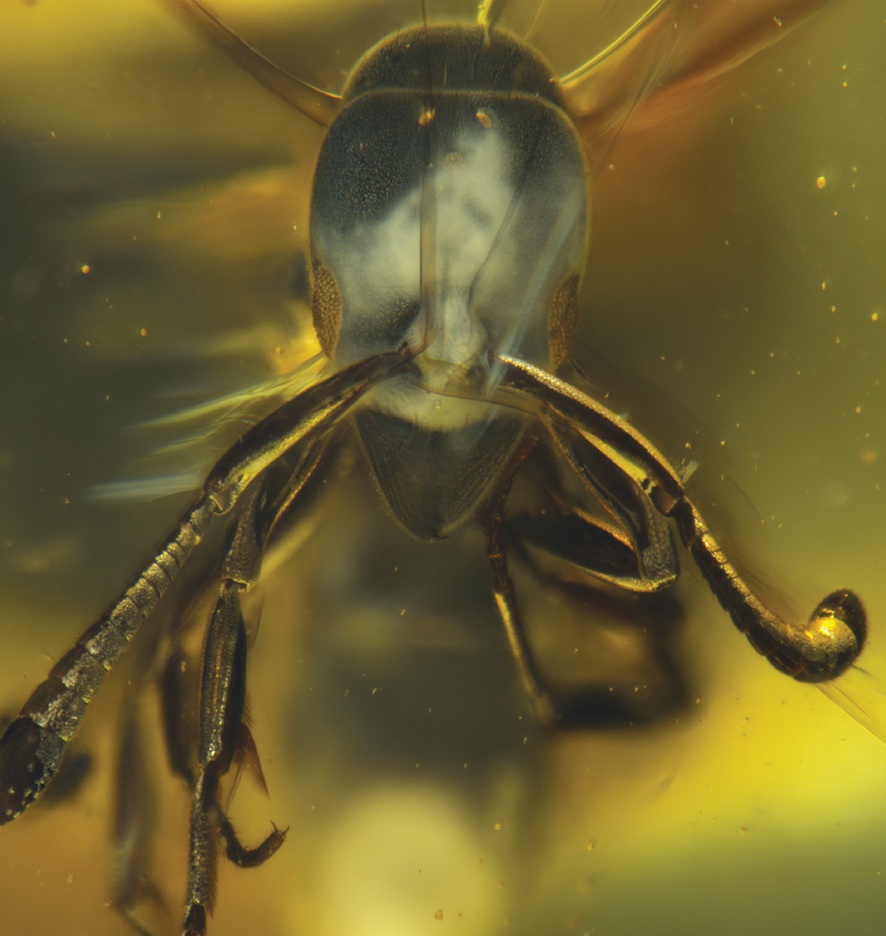 Hypoponera electrocacica, una nueva especie de hormiga descubierta en ámbar.