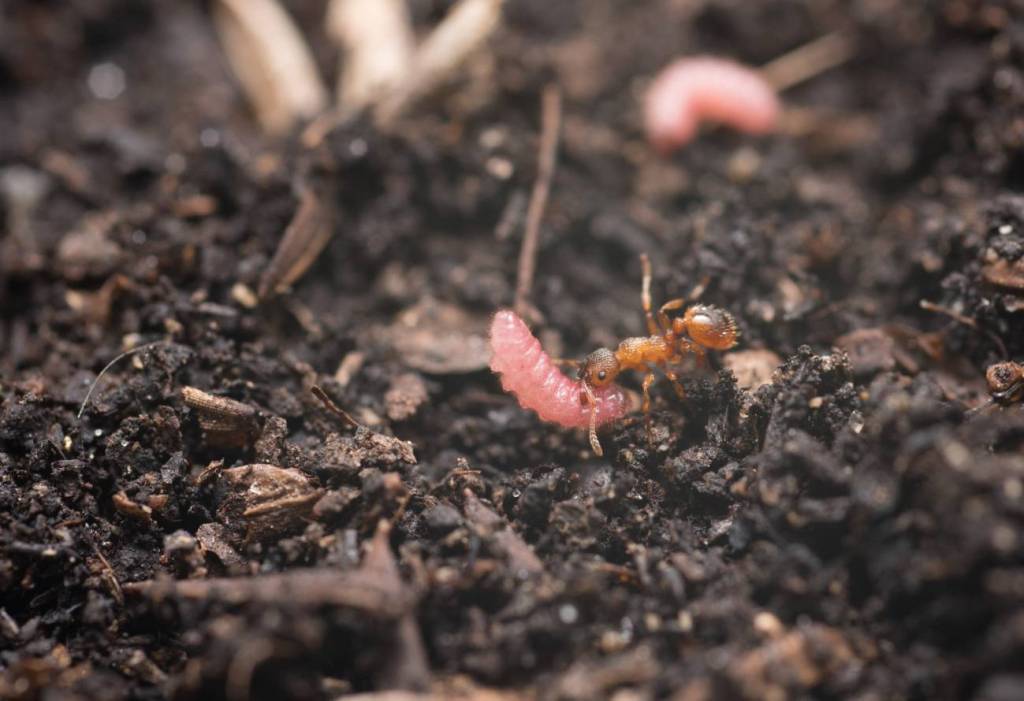 Una Hormiga transportando una oruga de mariposa mirmecófila.