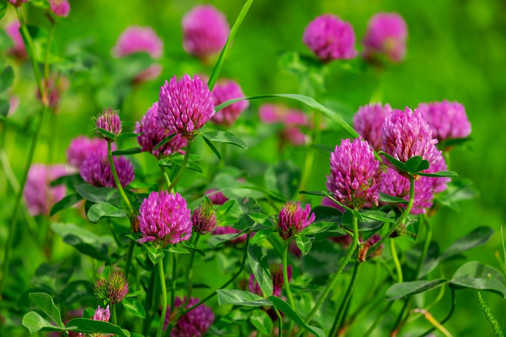 Trébol rojo (Trifolium pratense)
